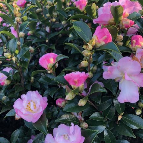 Hardy and Resilient: The Enduring Appeal of Camellia sasanqua October Magic